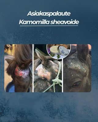 Asiakaspalaute
Kamomilla sheavoide hevosen aurinkoihottuma