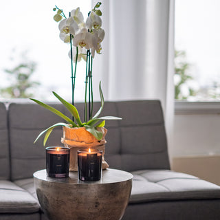 II-LAATU Tuoksukynttilä Niittylilja [lyhyt sydänlanka], paloaika n. 45h, vegaaninen, palaa myrkyttömästi - Saaren Taika Decor Saaren Taika Decor